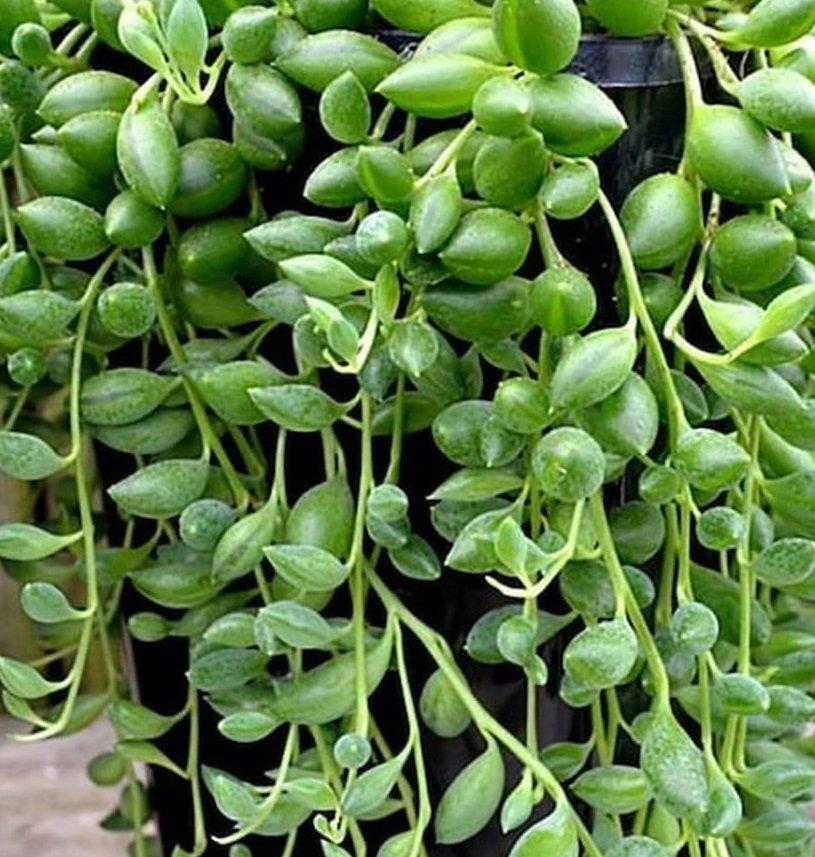 Succulent, 'string Of Teardrops' - View 4 from www redcrocus com