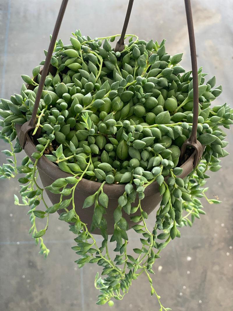 Succulent, 'string Of Teardrops' - View 5 from www redcrocus com
