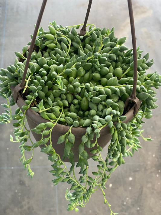 Succulent, 'string Of Teardrops' - View 6 from www redcrocus com
