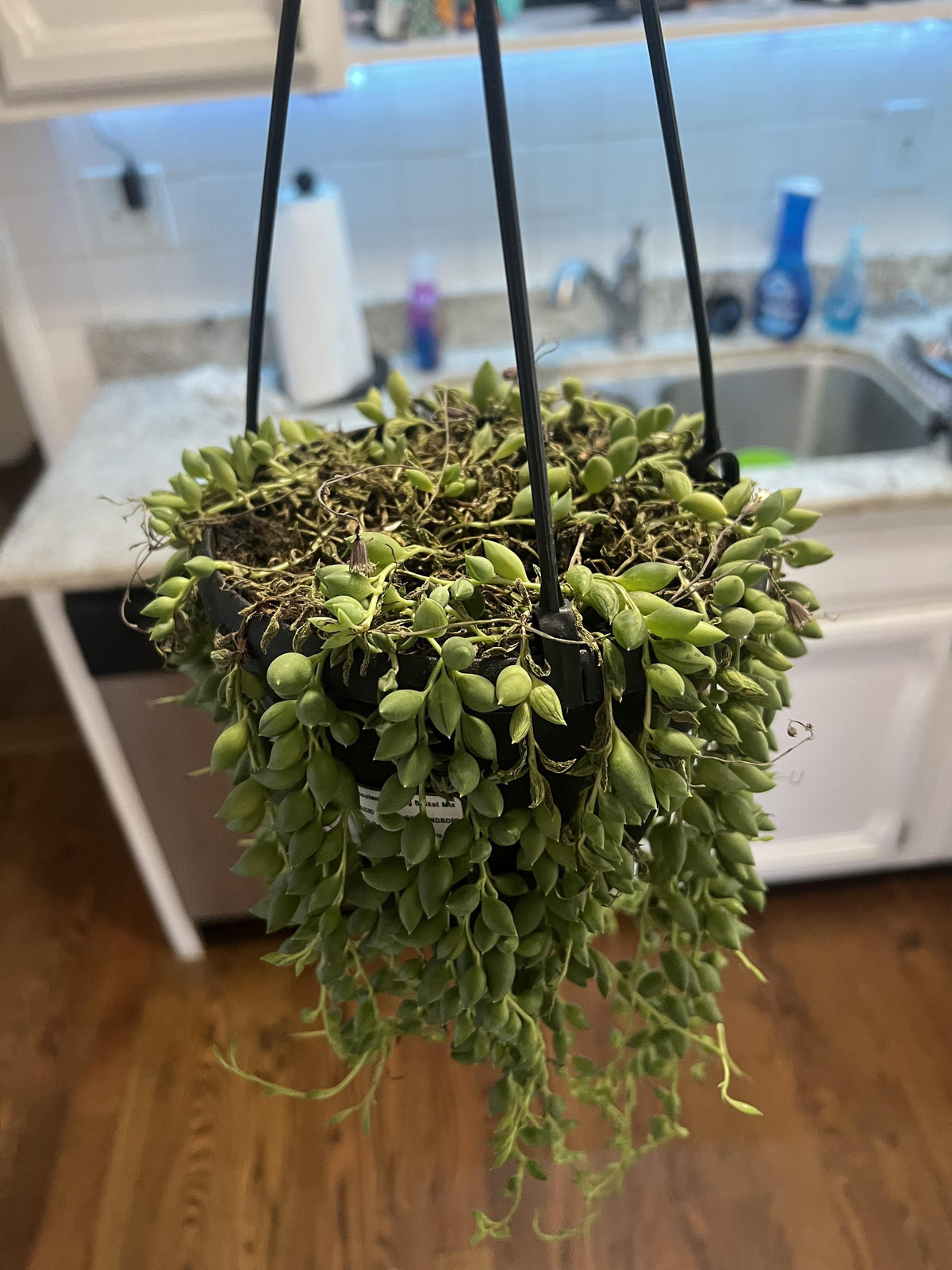 Succulent, 'string Of Teardrops' - View 7 from www redcrocus com