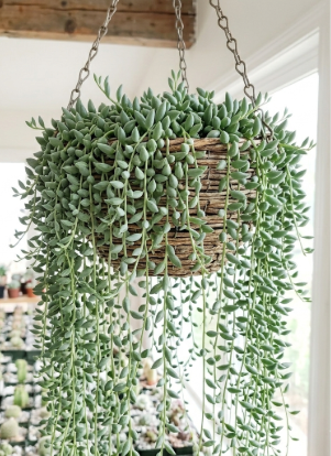 Succulent, 'string Of Teardrops' - View 8 from www redcrocus com
