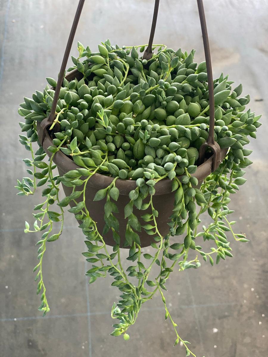 Succulent, 'string Of Teardrops' - View 9 from www redcrocus com