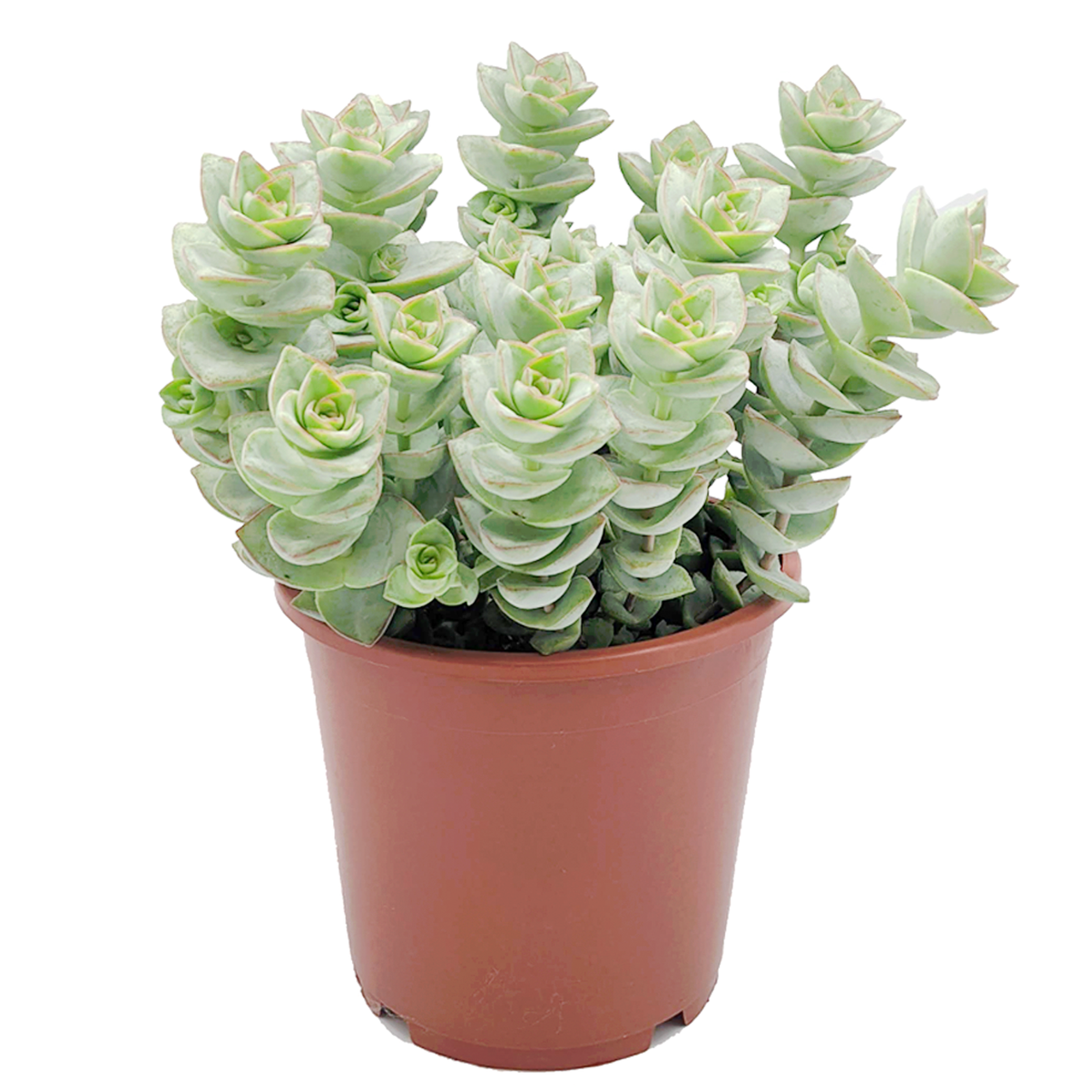 Crassula Assorted - View 10 from www redcrocus com