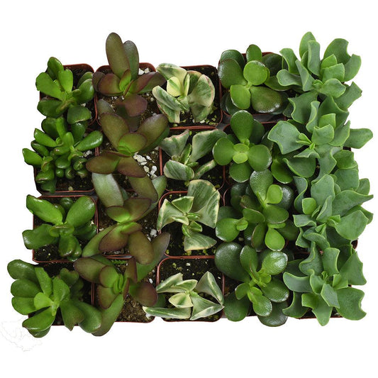 Crassula Assorted - View 11 from www redcrocus com