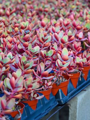 Crassula Assorted - View 11 from www redcrocus com