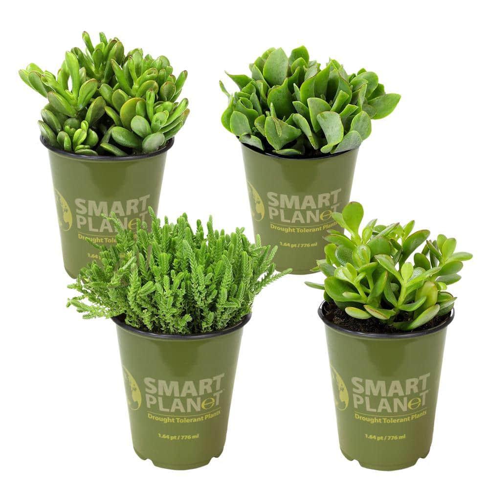 Crassula Assorted - View 15 from www redcrocus com