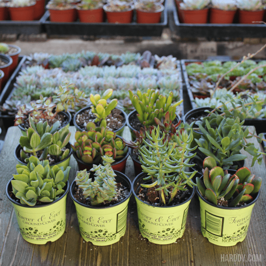 Crassula Assorted - View 3 from www redcrocus com