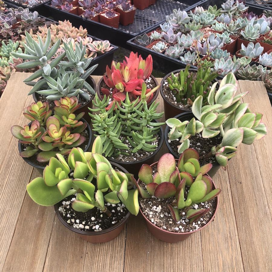 Crassula Assorted - View 5 from www redcrocus com