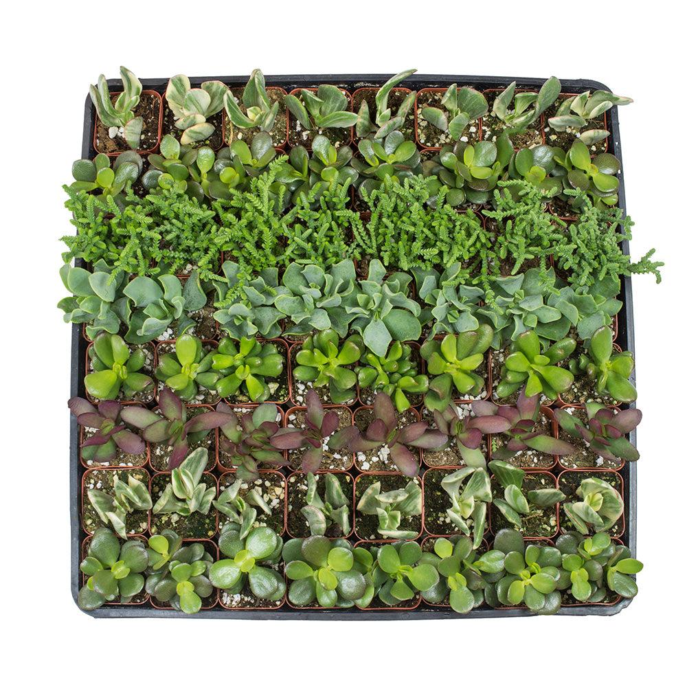 Crassula Assorted - View 7 from www redcrocus com