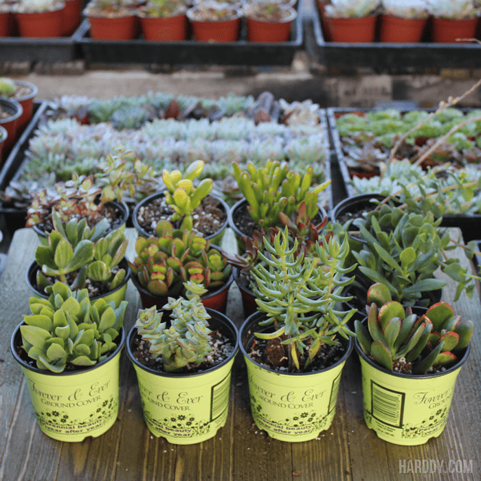 Crassula Assorted - View 8 from www redcrocus com