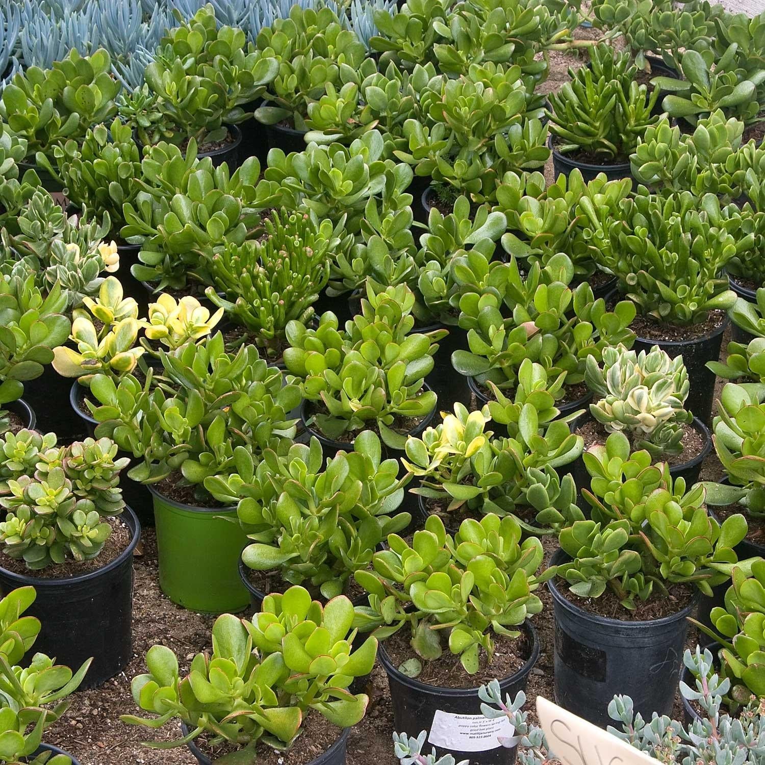 Crassula Assorted - View 9 from www redcrocus com