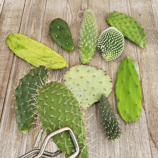 Opuntia Assorted - View 1 from www redcrocus com