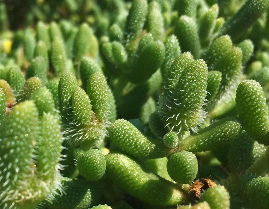 Delosperma Echinatum - View 11 from www redcrocus com