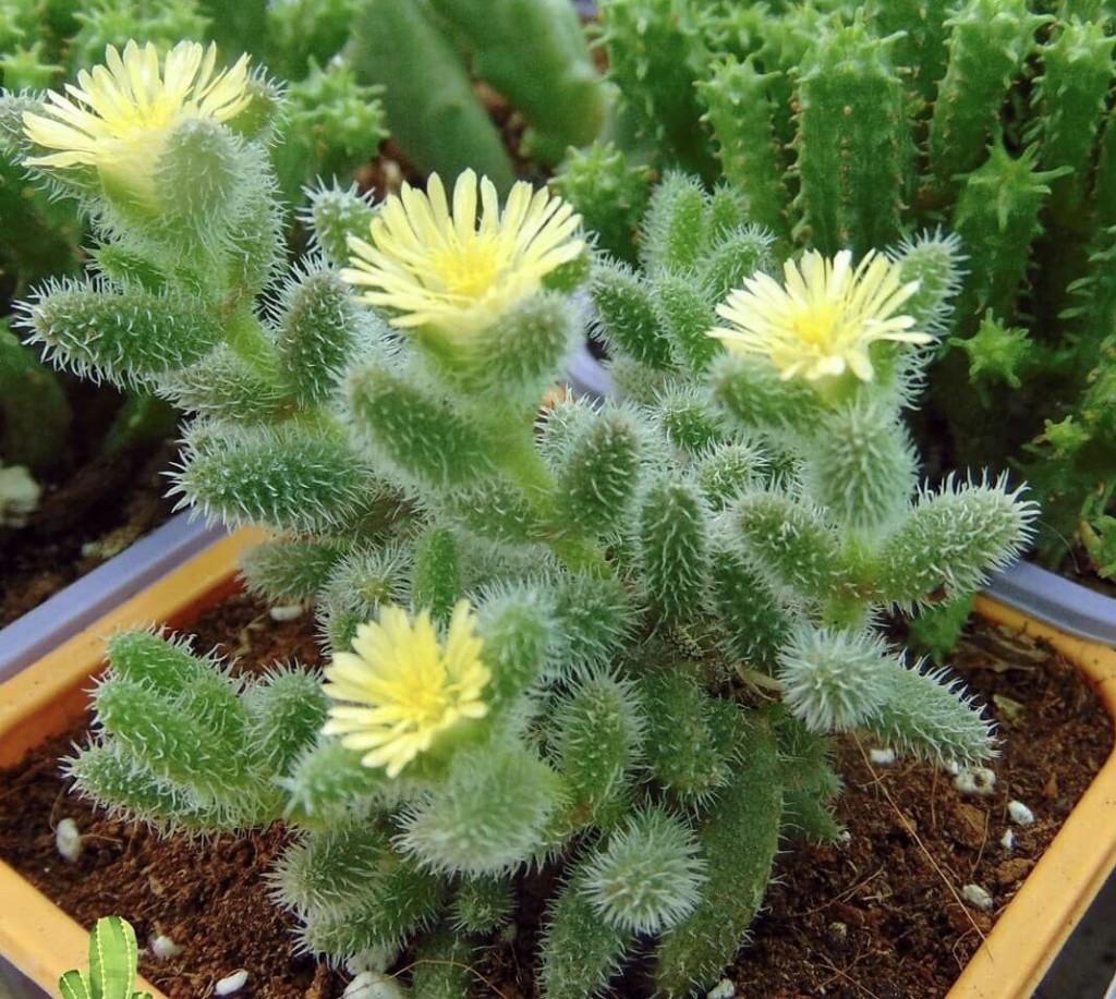 Delosperma Echinatum - View 12 from www redcrocus com