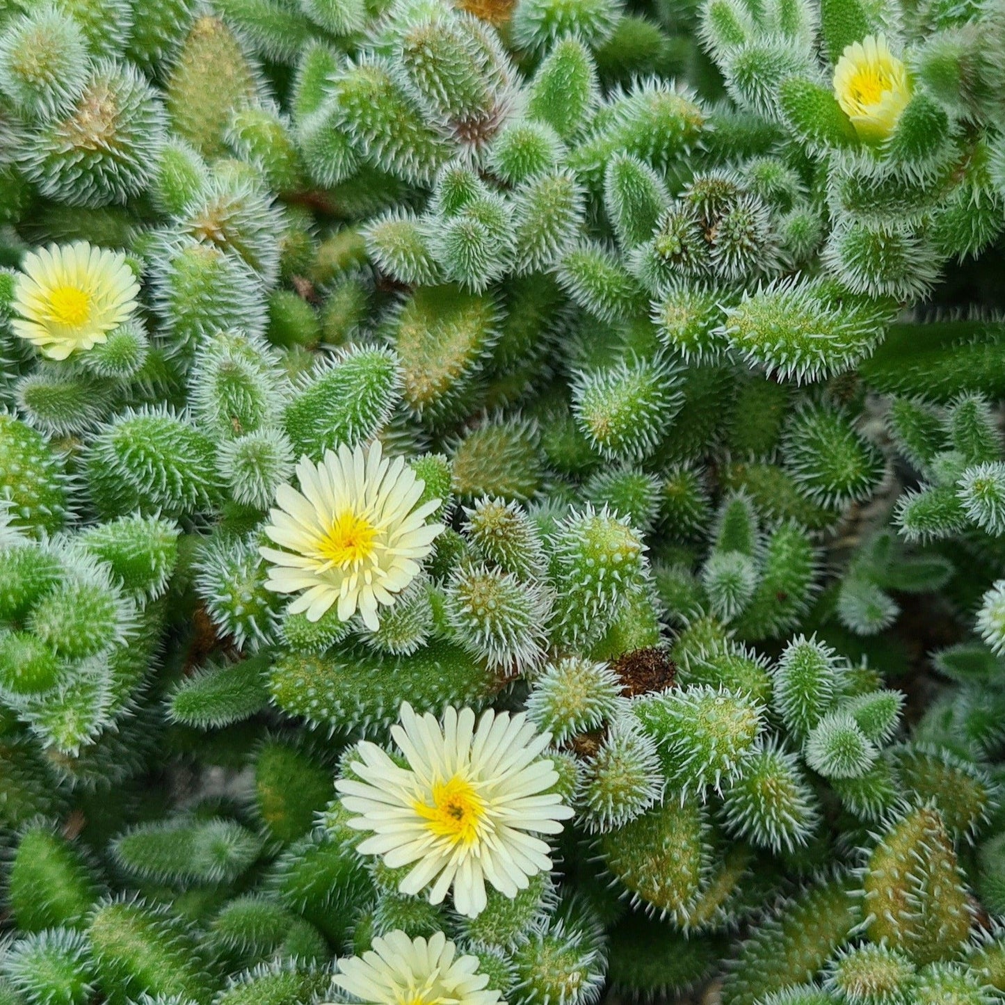 Delosperma Echinatum - View 13 from www redcrocus com
