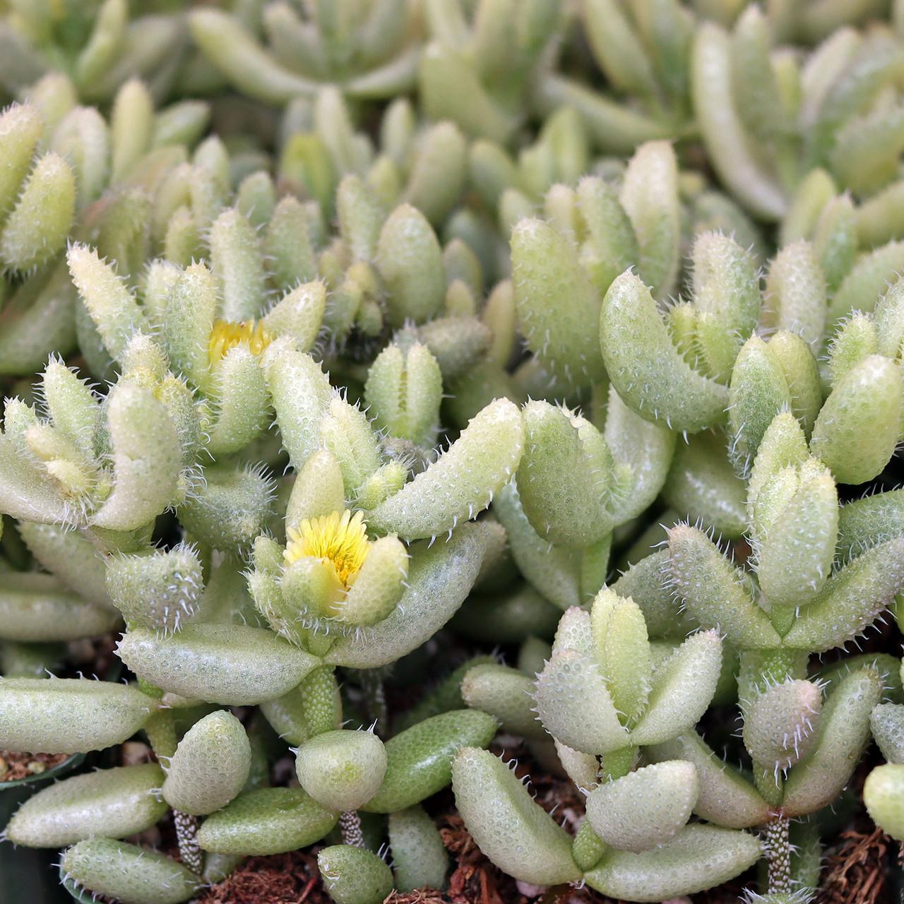 Delosperma Echinatum - View 15 from www redcrocus com