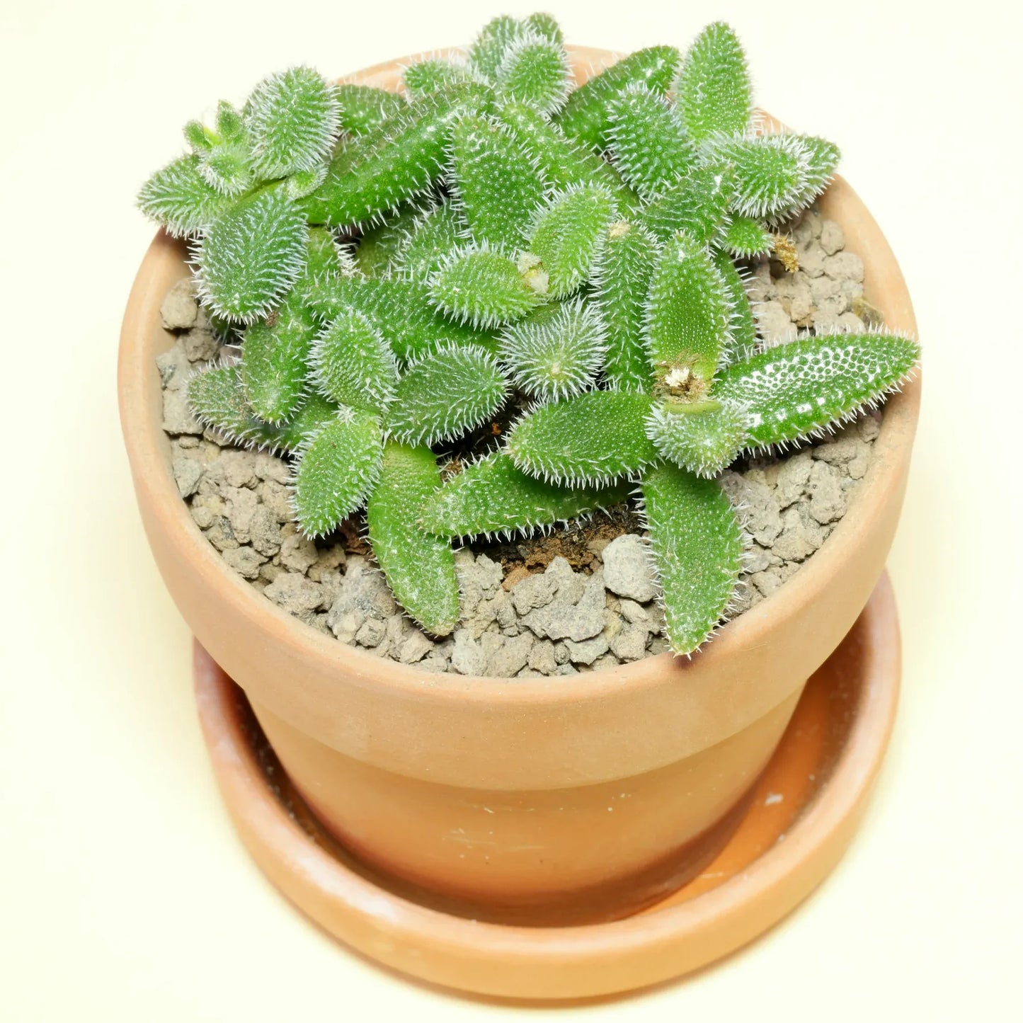 Delosperma Echinatum - View 16 from www redcrocus com