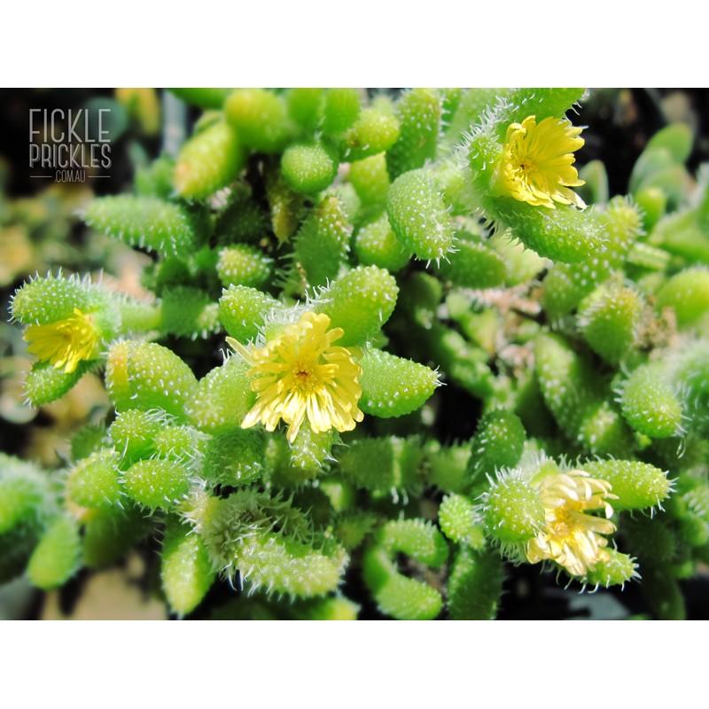 Delosperma Echinatum - View 17 from www redcrocus com
