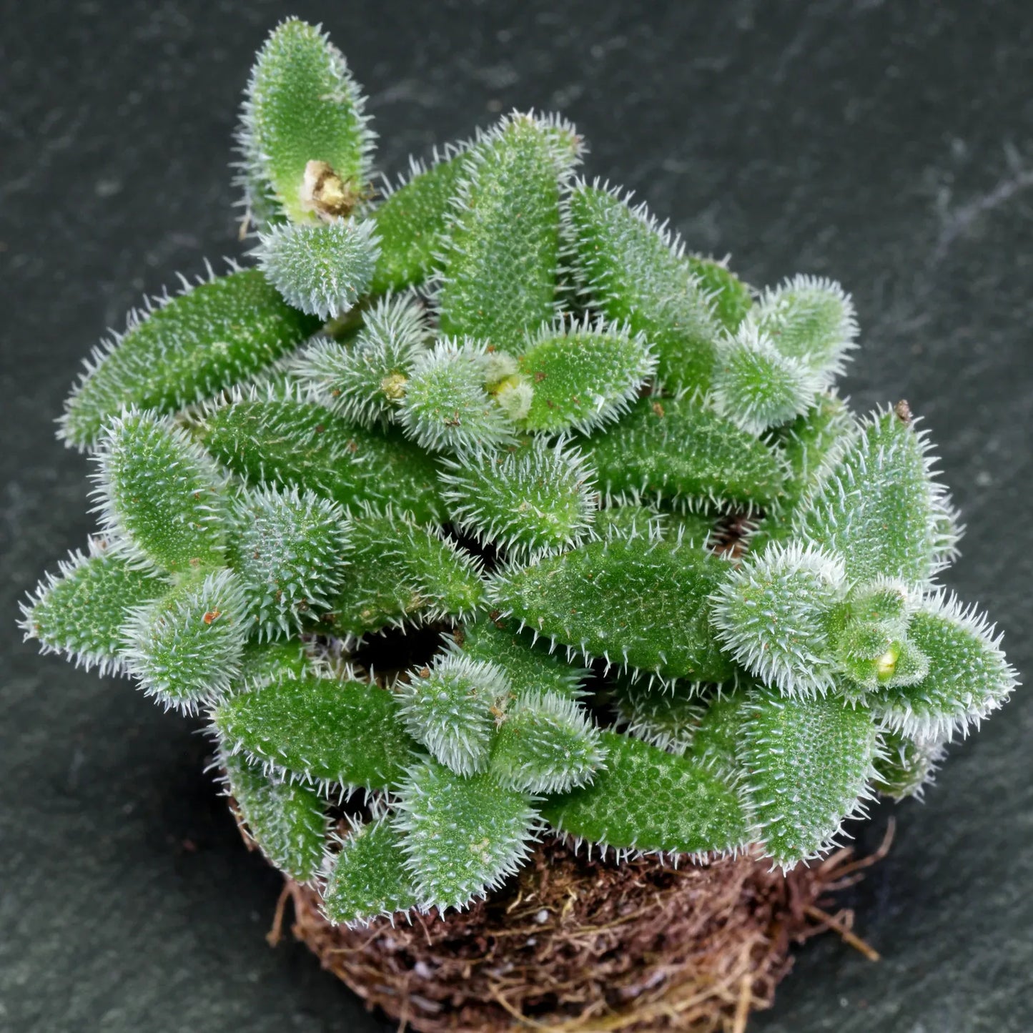 Delosperma Echinatum - View 17 from www redcrocus com