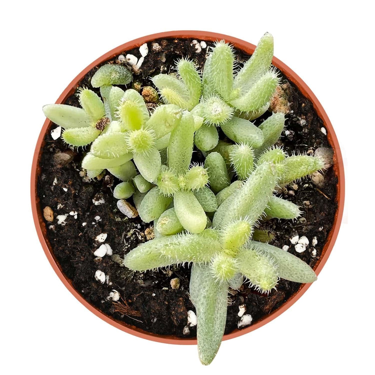 Delosperma Echinatum - View 18 from www redcrocus com
