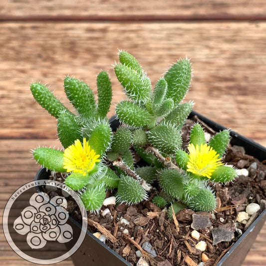 Delosperma Echinatum - View 1 from www redcrocus com