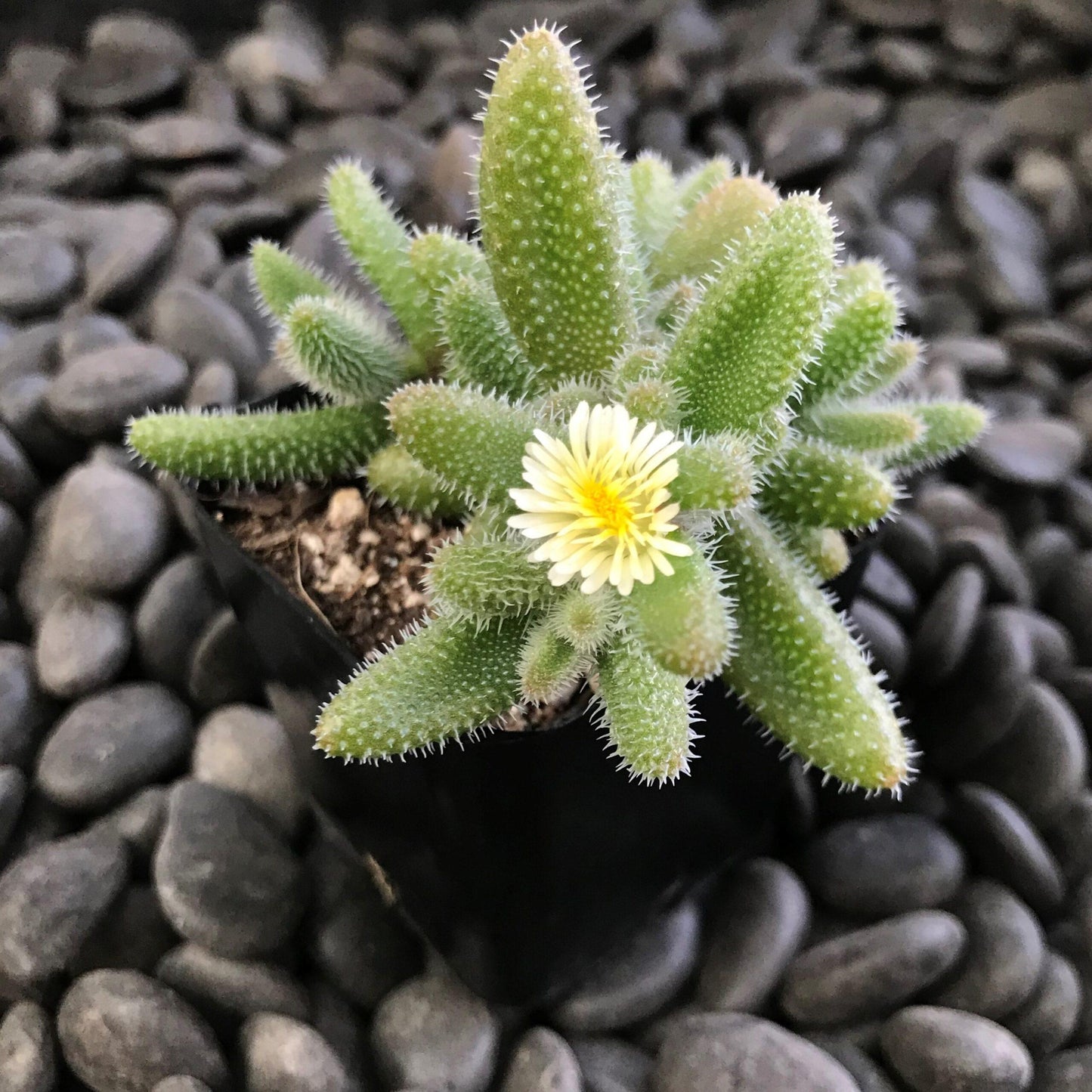 Delosperma Echinatum - View 3 from www redcrocus com
