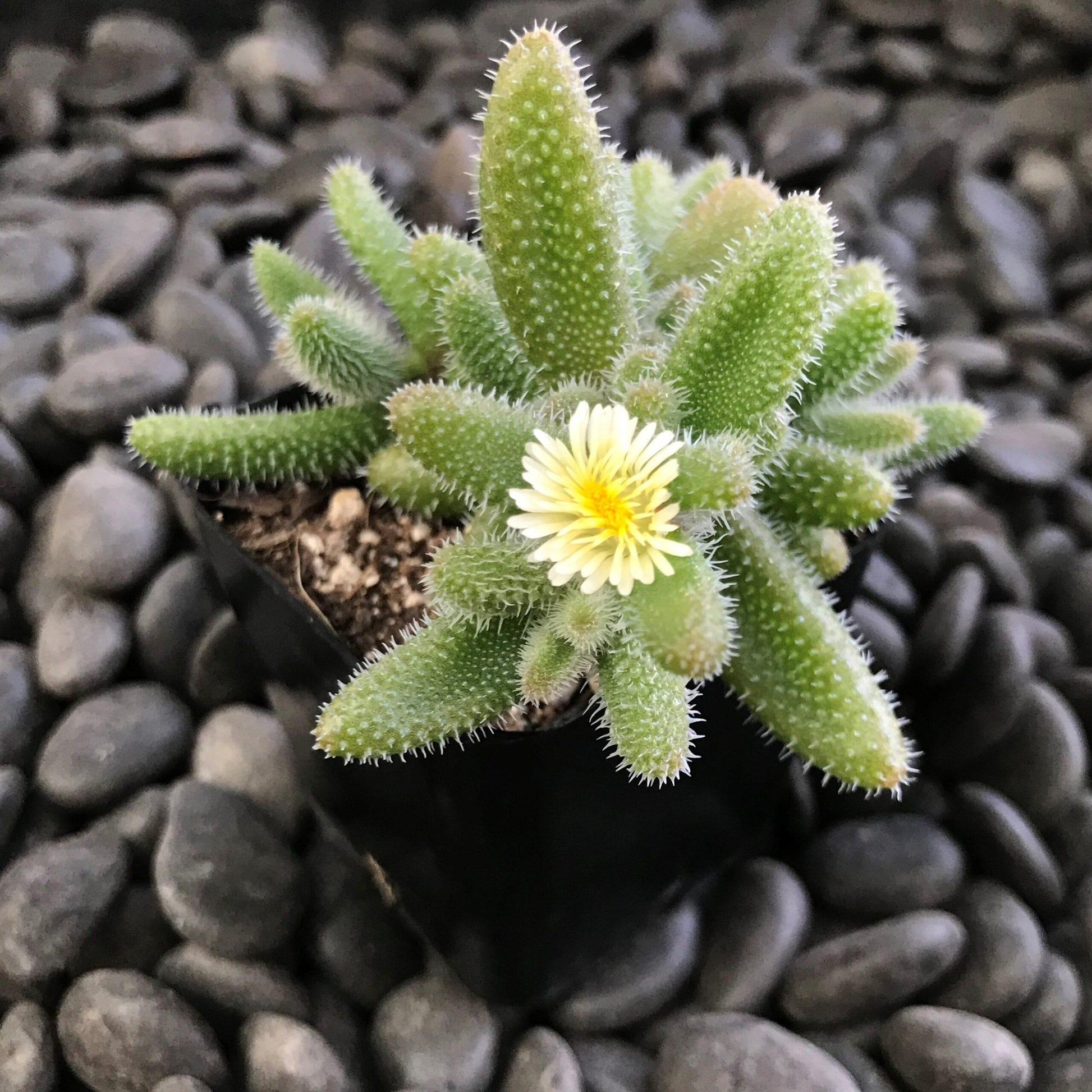 Delosperma Echinatum - View 3 from www redcrocus com