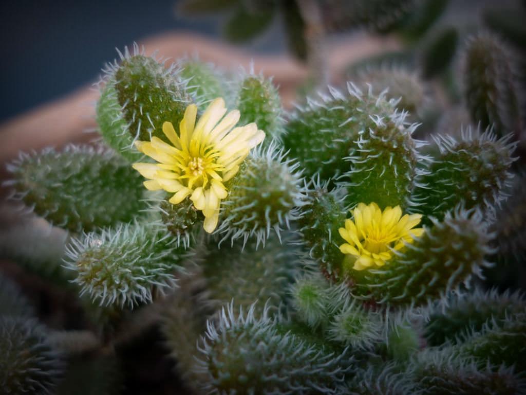 Delosperma Echinatum - View 5 from www redcrocus com