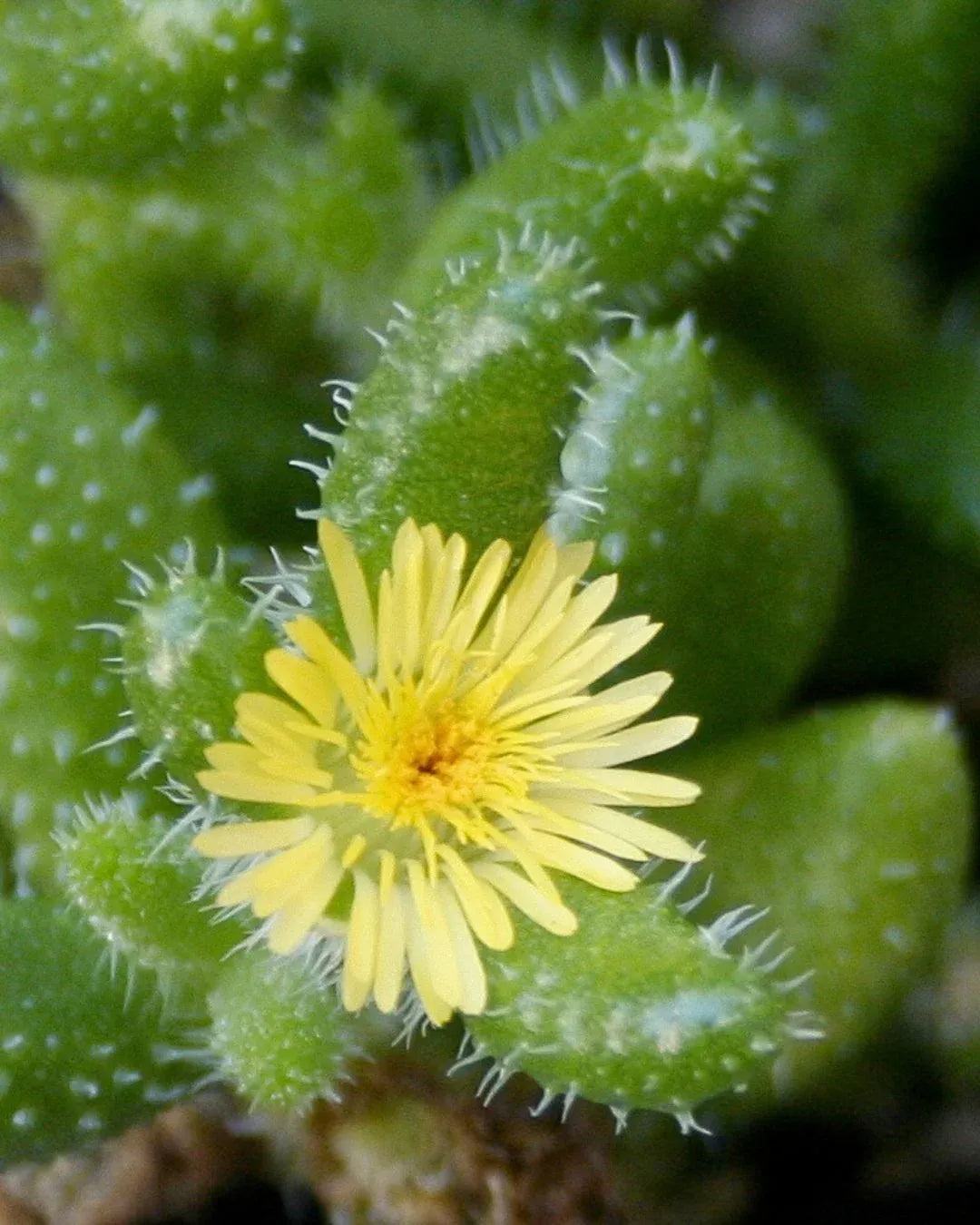 Delosperma Echinatum - View 6 from www redcrocus com