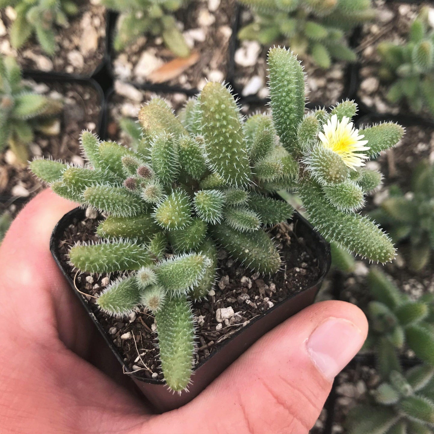 Delosperma Echinatum - View 7 from www redcrocus com