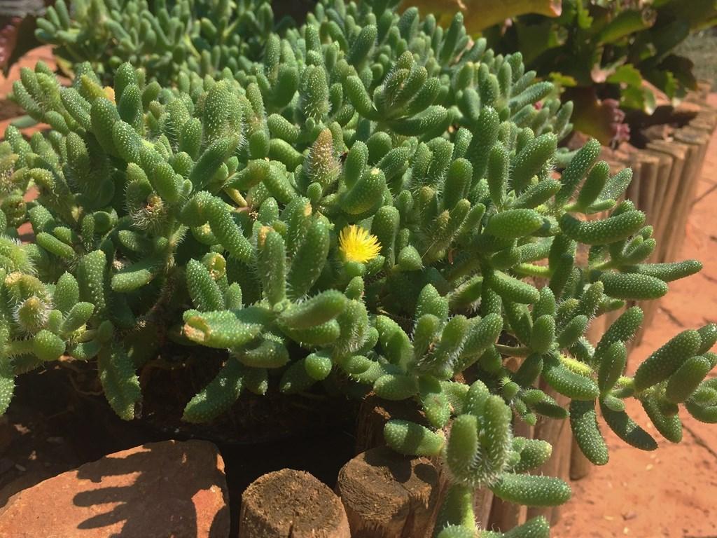 Delosperma Echinatum - View 9 from www redcrocus com