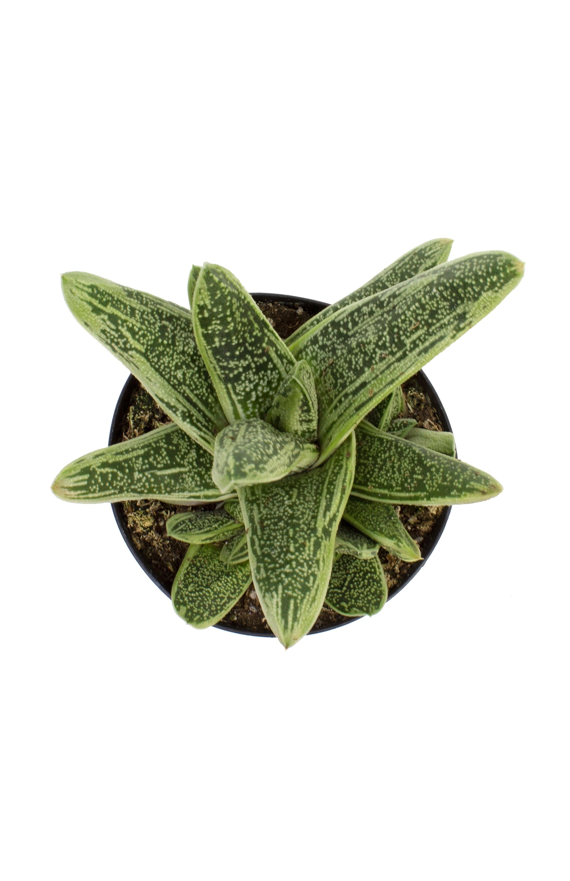 Gasteria Little Warty - View 19 from www redcrocus com