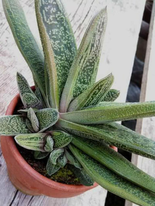 Gasteria Little Warty - View 1 from www redcrocus com