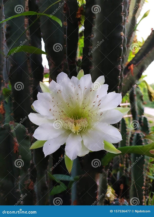 Cacti Cereus Jamacaru - View 10 from www redcrocus com