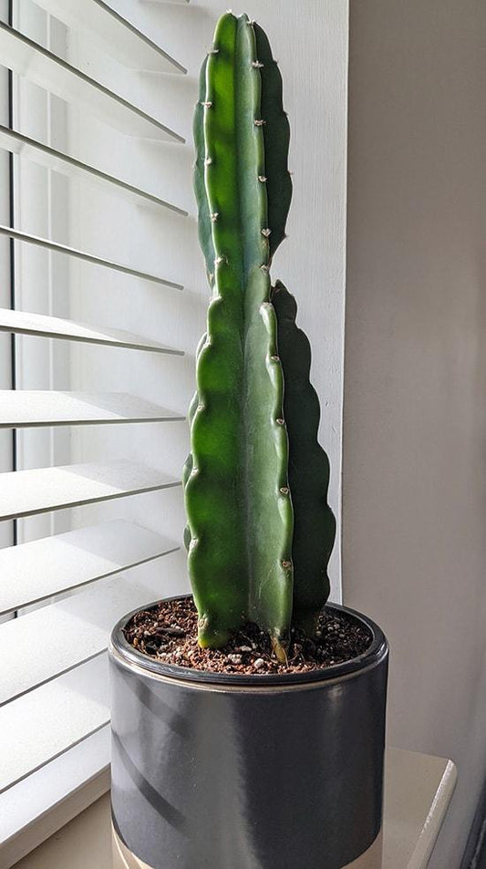 Cacti Cereus Jamacaru - View 11 from www redcrocus com