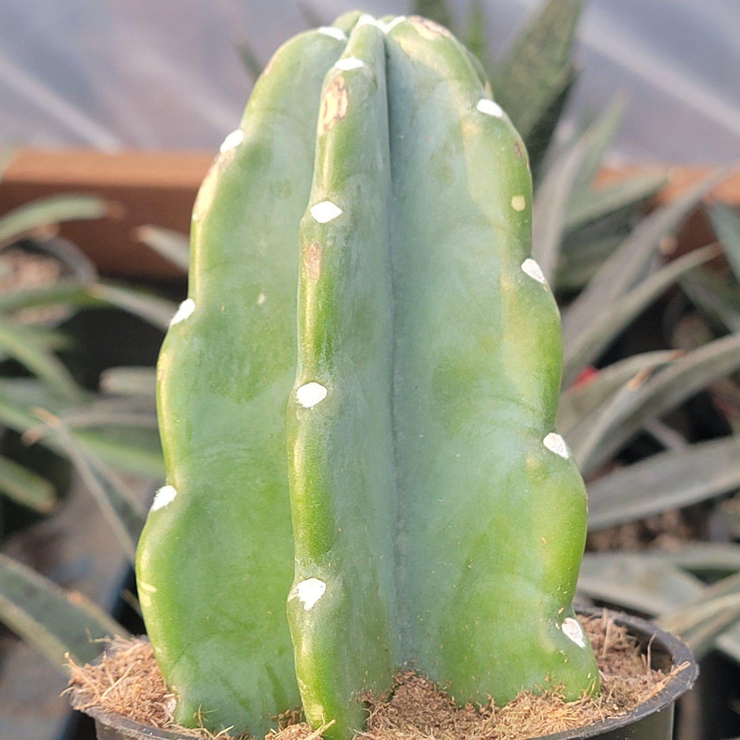Cacti Cereus Jamacaru - View 13 from www redcrocus com