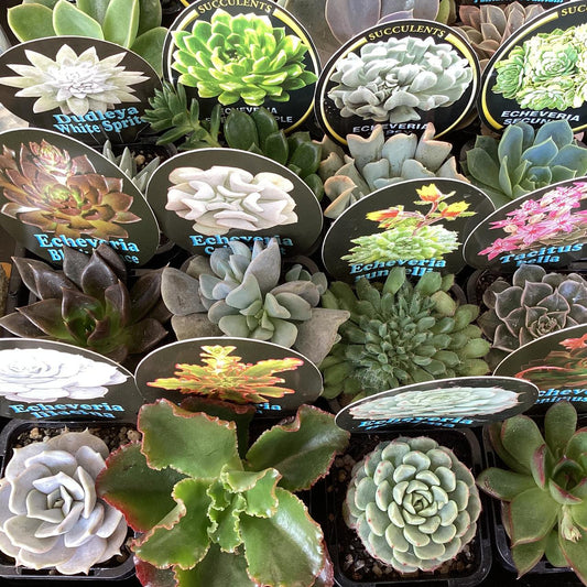 Echeveria Assorted - View 10 from www redcrocus com
