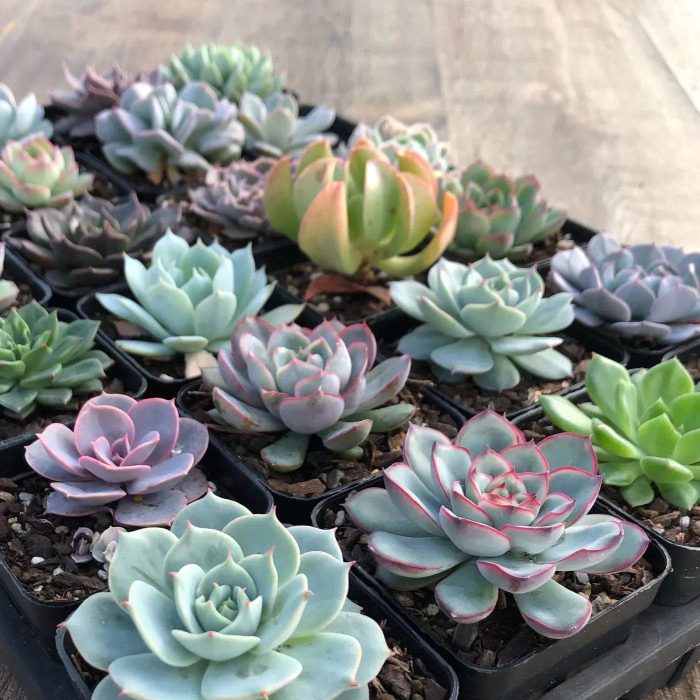 Echeveria Assorted - View 13 from www redcrocus com