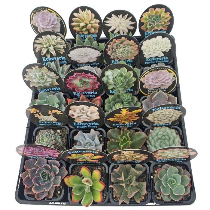 Echeveria Assorted - View 13 from www redcrocus com