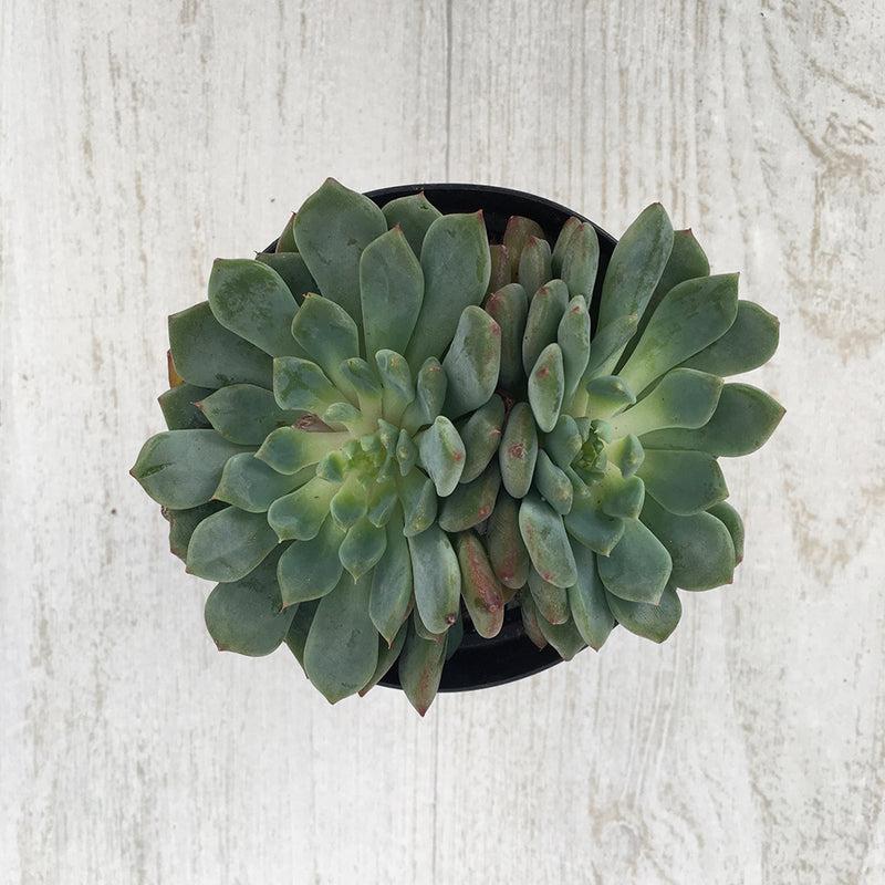 Echeveria Assorted - View 20 from www redcrocus com