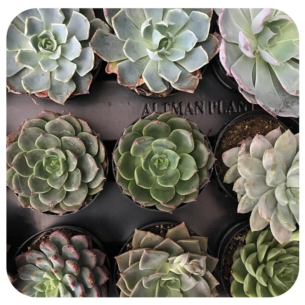 Echeveria Assorted - View 4 from www redcrocus com