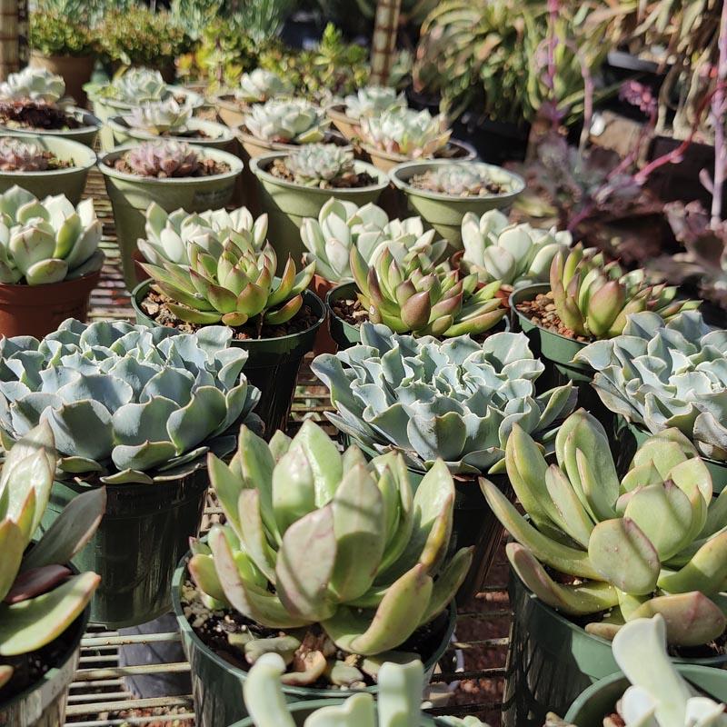 Echeveria Assorted - View 8 from www redcrocus com