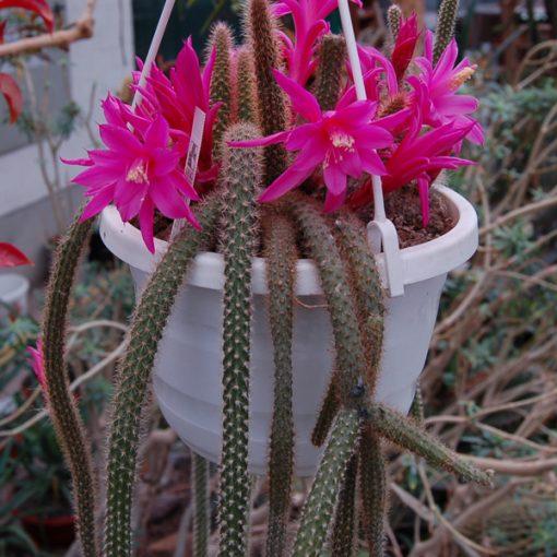 Aporocactus Flagelliformis - View 11 from www redcrocus com