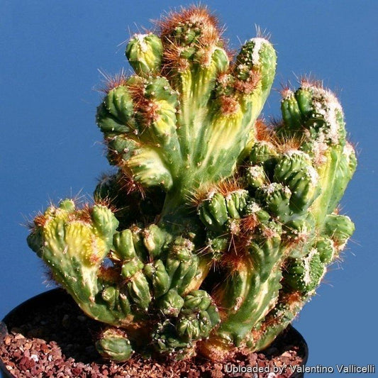 Cereus Peruvianus Var  Monstrosus - View 1 from www redcrocus com