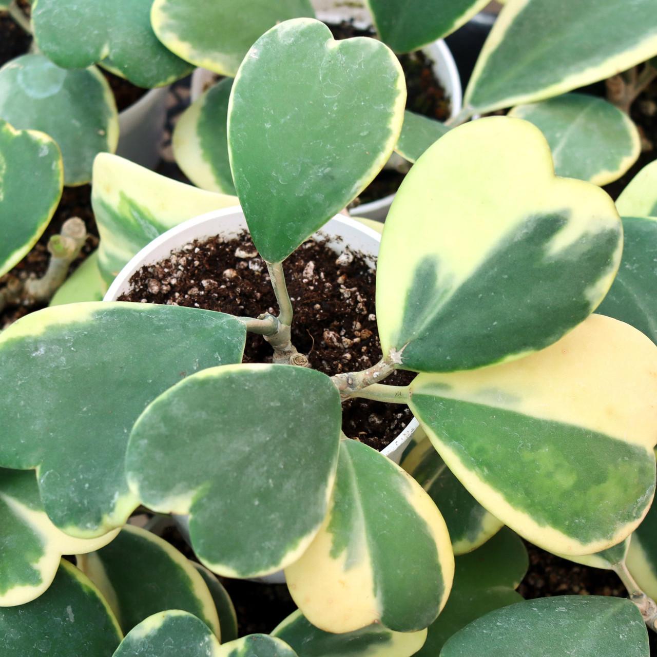 Hoya Kerrii, Outer Variegated - View 1 from www redcrocus com
