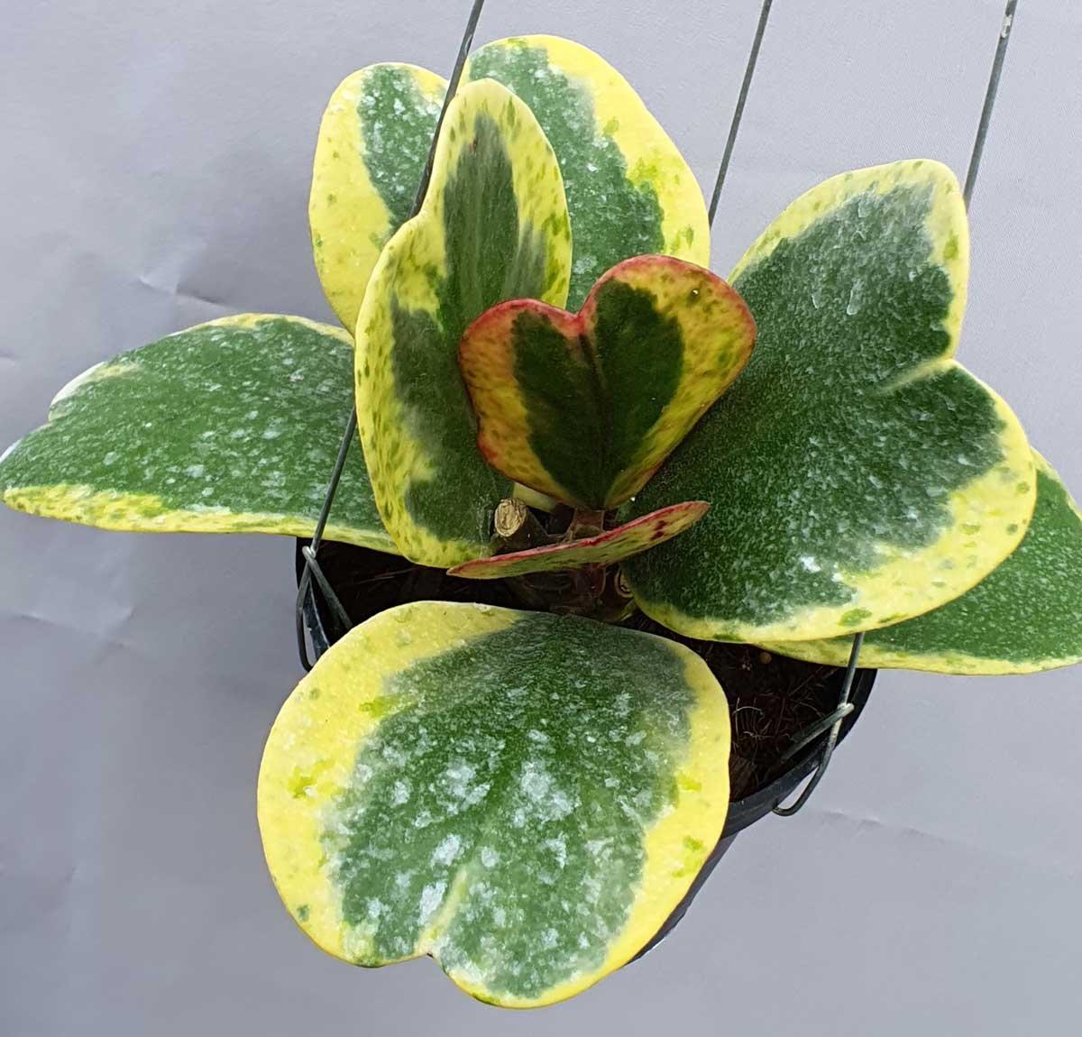 Hoya Kerrii, Outer Variegated - View 9 from www redcrocus com