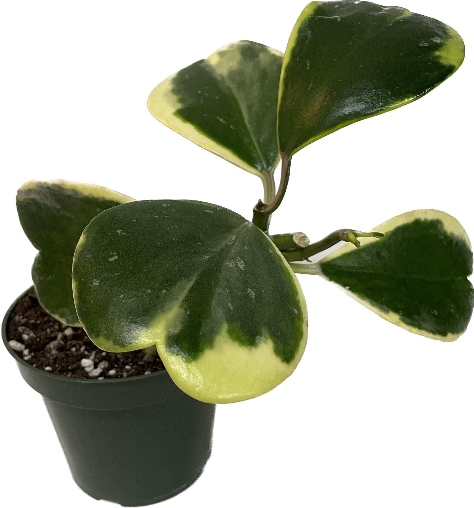 Hoya Kerrii Outer Variegated - View 11 from www redcrocus com