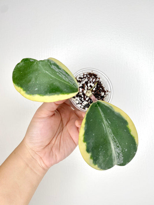 Hoya Kerrii Outer Variegated - View 1 from www redcrocus com