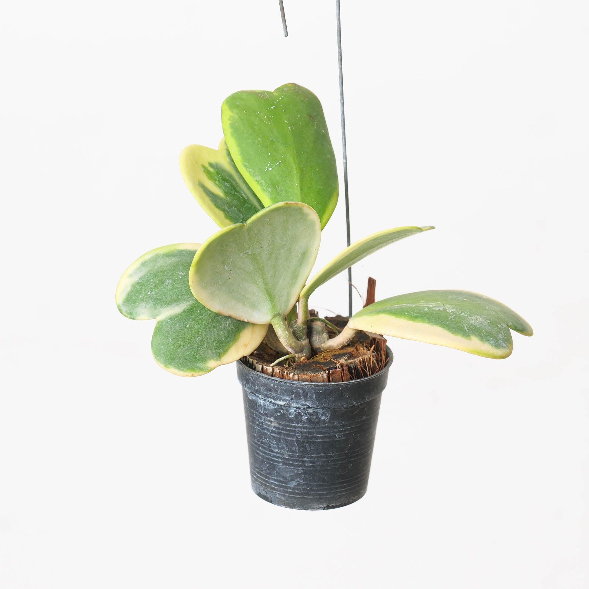 Hoya Kerrii Outer Variegated - View 6 from www redcrocus com