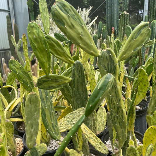 Cacti, Opuntia Cochenillifera 'variegata' - View 10 from www redcrocus com